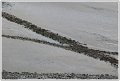 BB-Minimalistes (3)